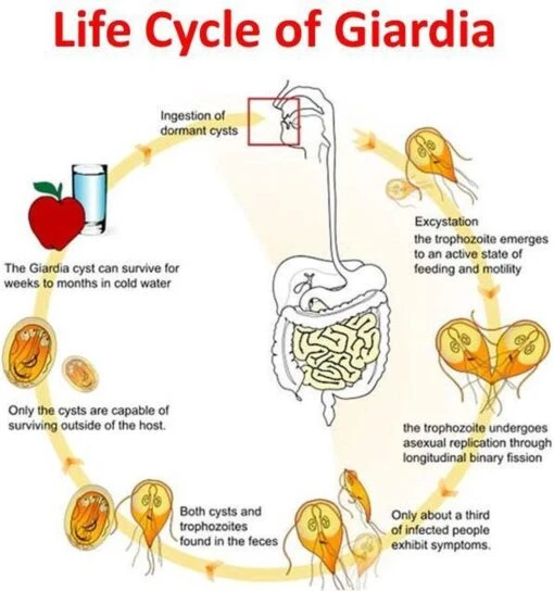 Giardia Rapidtest -Huisdier Verkoop 1124x1200 9