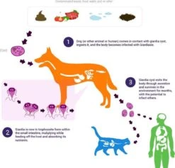 Giardia Rapidtest -Huisdier Verkoop 1200x1153 19